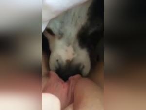 Zoophilia scene with a young woman and her dog: an extreme bestiality sex video