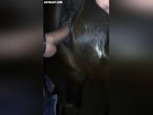 Hard sex video with horses