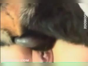 An Exclusive Bestiality Experience with a Woman and Her Rottweiler