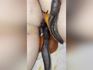 Esplorare i desideri oscuri: formicofilia e dominazione animale