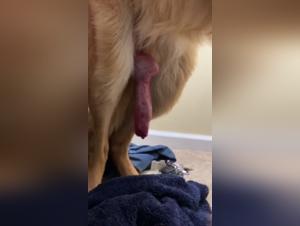 Vidéo de zoophilie: une expérience intense et excitante