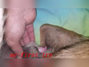 Extreme Zoophilia Scene with a Dog