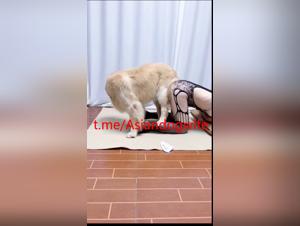 Desiderio selvaggio, donna e cane nell'erotismo proibido