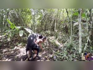 Fuga sugli animali selvatici, gusto di ardore crudo e proibito