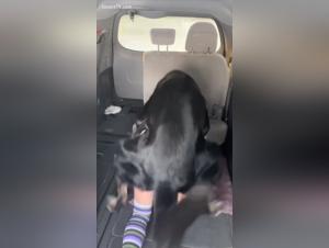 Dominanza canina, sottomissione selvaggia