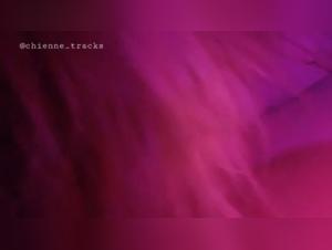 Dog sex video: a story of extreme zoophilia