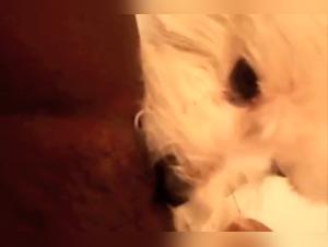 Zoophilia video with a novinha and a dog