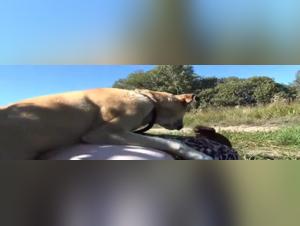 Imprudent Delights: The Dog Devours the Woman
