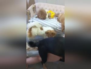Cane dominante, sottomissione, sesso sugli animali hardcore