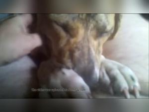 Watch this dog sex video