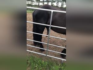 Horse Sex Videos - Hard and Extreme