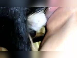 Shocking sex scene with a dog