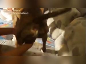 Discover the pleasures of bestiality with this Russian woman and her dog