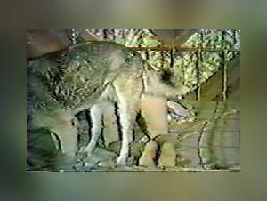 Vulnerability Exposed, A Malignant Power