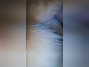 Shocking and exciting zoophilia video