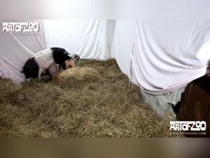 The extreme sex experience between a woman and her dog in a pornographic video