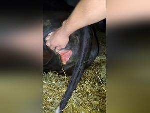 Explore the limits of bestiality with ArtofZoo