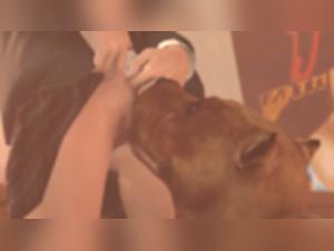 Les salopes asiatiques baisent avec leur chien pendant une soiree erotique