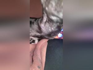 Hardcore and extreme bestiality sex scenes with dogs