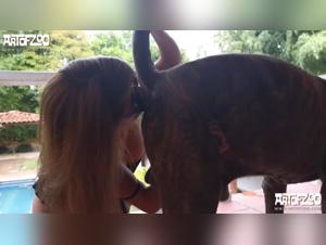 Wild Strayx Encounters