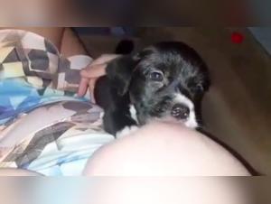 Video of extreme zoophilia with a dog