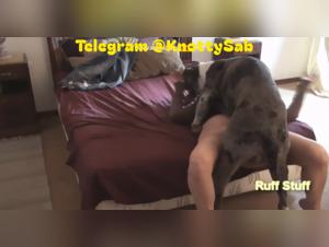 Fieberhafte Ejakulation, der Hund fickt sie ohne Unterlass