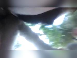 Sex with a Dog in Nature