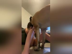 Dilettante sottomesso, abuso di animali, divertimento selvaggio