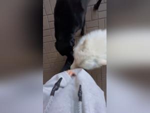 AlisonProd Presents: The Realm