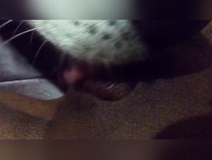 Leccare Hardcore: Quando l'animale domina la passione