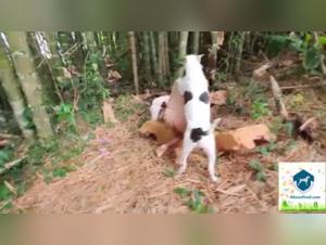 Découvrez notre sélection de vidéos de zoophilie et de sexe avec des chiens