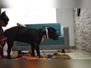 The art of fucking with hamsters: an unforgettable experience for the whores