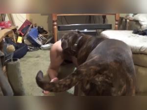 The Dog Cock's Eager Penis: Preparing for a Night of Gay Bestiality