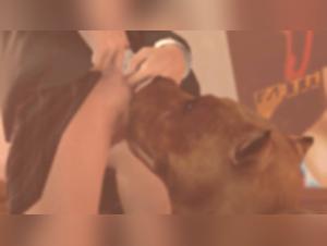 Presentazione totale, orgasmi febbrili con cane