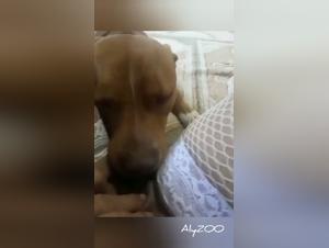 A woman pleases her dog at every moment