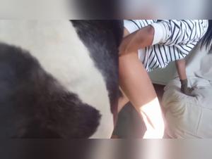 The Cat and the Donkey in the Woman's Panties