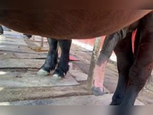 Bestiality Video With A Horse