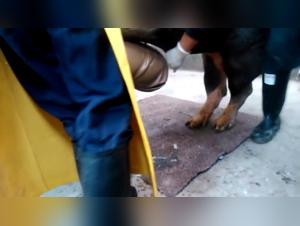 Unseen Zoophilia: Behind Closed Doors