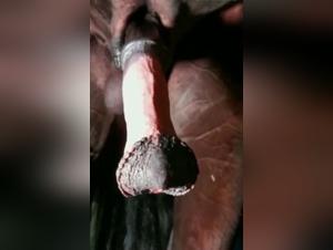 dog deepthroat action