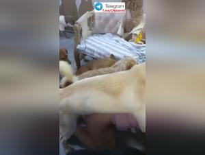 Scopata selvaggia: esplora i limiti con queste donne e i loro cani