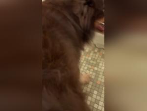 Feminine Obedience in the Face of Canine Power