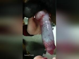 wild feline creampie