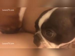 Discover the Forbidden Pleasures of Zoophilia