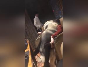 Dog sex video: Chinese girl in hardcore scene