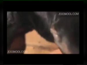 Watch the most shocking bestiality scenes with Stray X and Bilara.