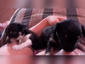 Bestialitat auf ihrem Hohepunkt: eine Geschichte von Liebe und Verlangen