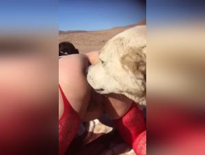 Video of Extreme Sex with a Dog