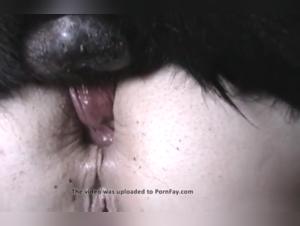 An Extreme Bestiality Experience