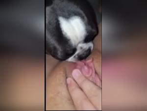 Dog Cock Encounters: Pushing Boundaries