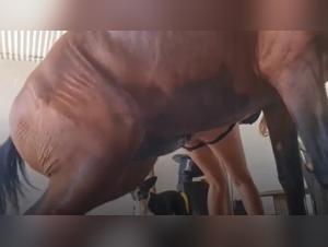 hidden strayx and beastiality